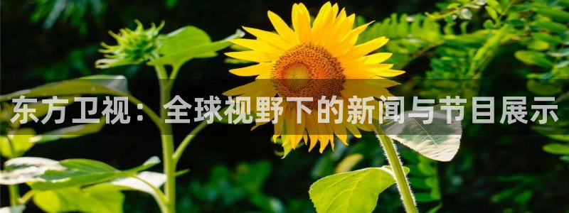 松鼠看球直播：东方卫视：全球视野下的新闻与节目展示